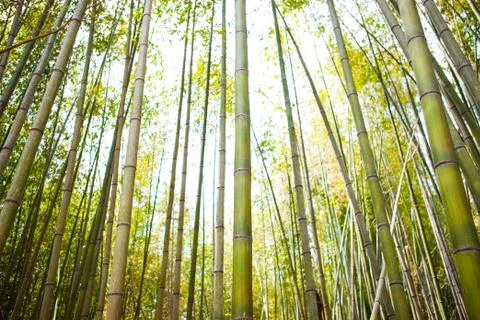 Bamboo grove Foto stock