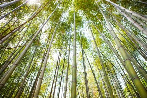 Bamboo grove Foto stock