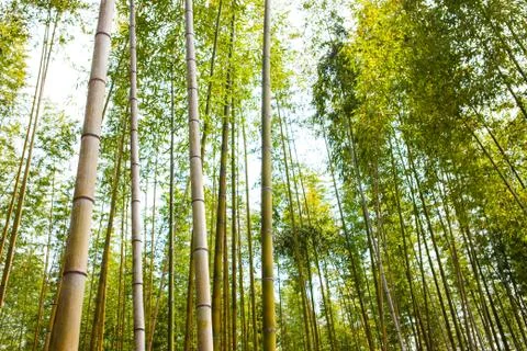 Bamboo grove Foto stock