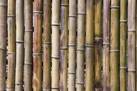 Bamboo grove Stock Photos