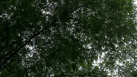 Bambooo Plant Stock-Footage 331666143