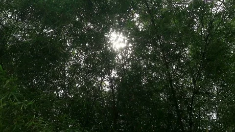 Bambooo Plant Stock-Footage 331666179