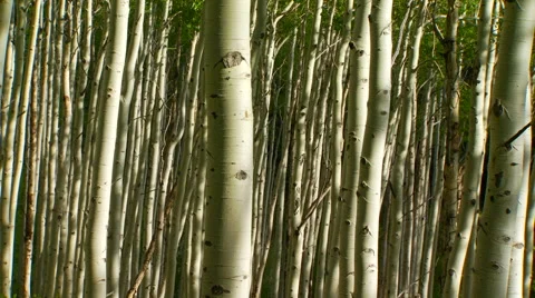 Bamboos in forest Stock Footage 57814265