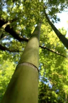 Bamboos in the garden Stock Photos