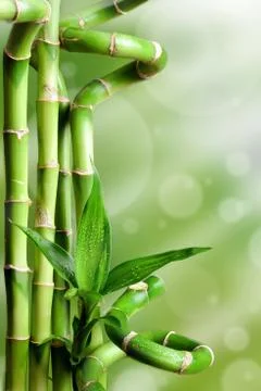Bamboos on a green background Stock Photos