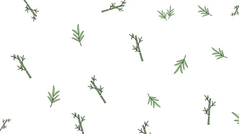 Bamboos Pattern on White Stock Footage 244136079