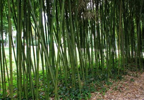 Bamboos Stock Photos