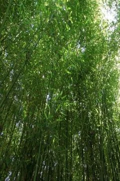Bamboos Stock Photos