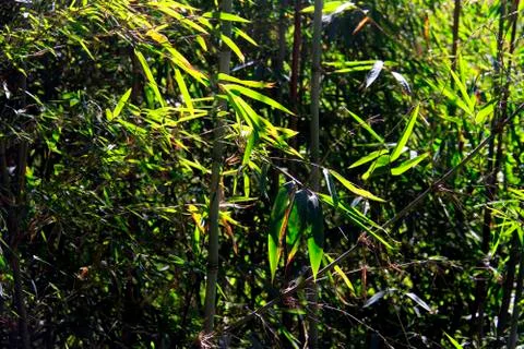 Bamboos Stock Photos