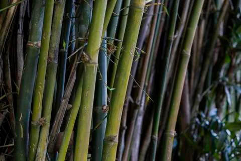 Bamboos Stock Photos