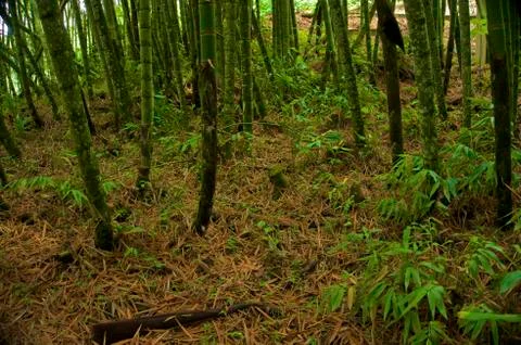 Bamboos Stock Photos