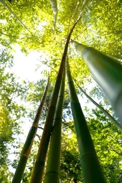 Bamboos Foto stock
