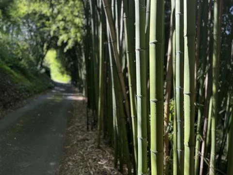 Bamboos Stock Photos