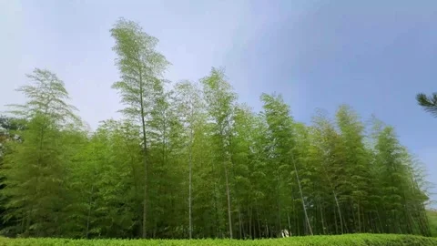 Bamboos swaying gently due to wind on a fine sunny day with blue sky Stock Footage 310288433