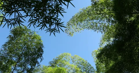 Bamboos trees and blue sky downside view from Puerto Rico Vídeo Stock 137972901