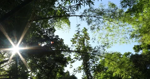 Bamboos trees downside view at yunke rainforest from Puerto Rico Stock Footage 137872578