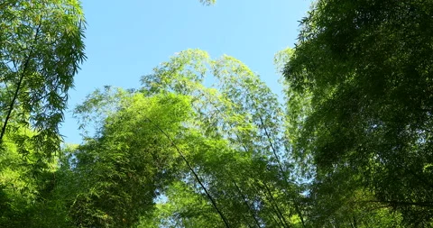 Bamboos trees top view at yunke rainforest from Puerto Rico Stock Footage 137873707