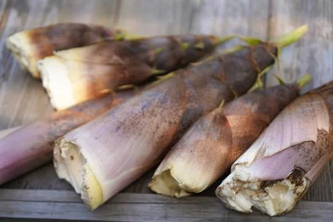 Bambooshoot Stock Photos