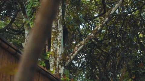 Bambu and trees Stock-Footage 151035691