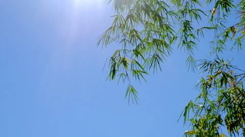 Bambu background Stock Footage 45608539