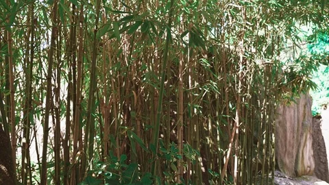BAMBU' Stock Footage 340356566