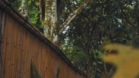 Bambu in the forest Stock Footage 151038005