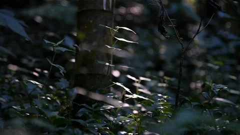 Bambu forest in Taiwan with flare HD 37 Stock Footage 145431683