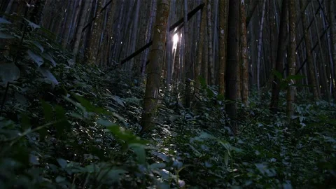 Bambu forest in Taiwan with flare HD 38 Stock Footage 145431684