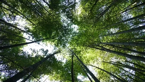 Bambu forest in Taiwan HD 39 Video stock 145431682