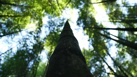 Bambu forest in Taiwan HD 40 Stock Footage 145431662