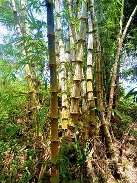 Bambu petung 库存照片