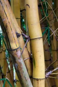 Bambu Stock Photos