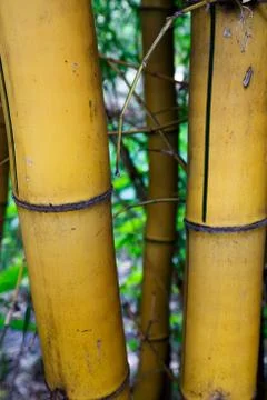 Bambu Stock Photos