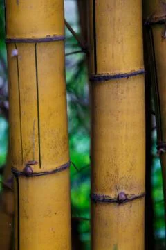 Bambu Stock Photos