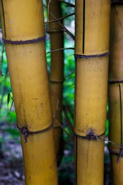 Bambu Stock Photos