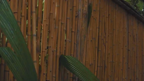 Bambu separation in the forest Stock Footage 151013569