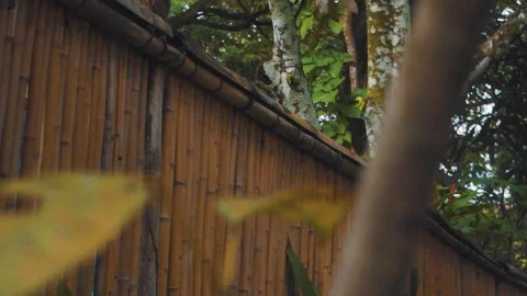 Bambu wall and trees Stock Footage 151013502