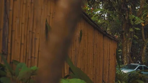 Bambu wall in the forest Stock-Footage 151038270