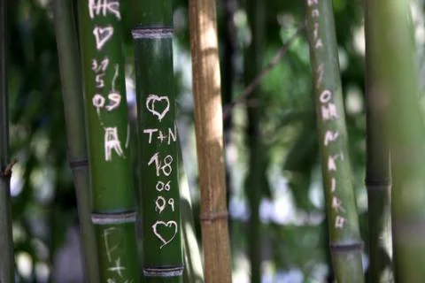 Bambus mit Initialen Stock Photos