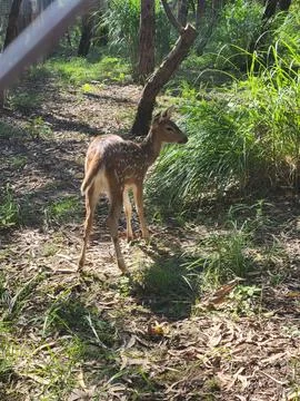 Bamby deer Stock Photos