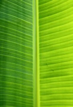 Bana leaf texture Stock Photos