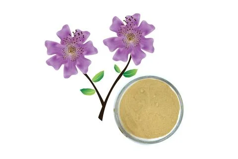 BANABA POWDER Stock Photos