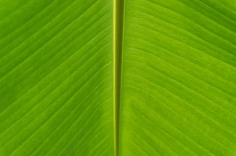 Banan leaf Stock Photos