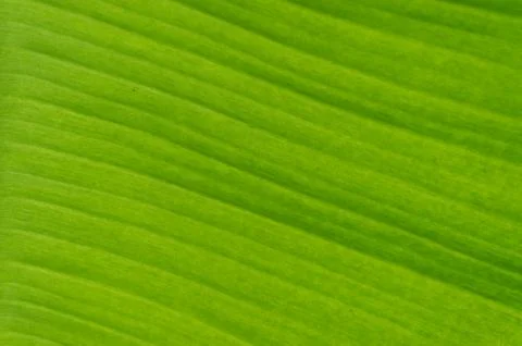 Banan leaf Stock Photos