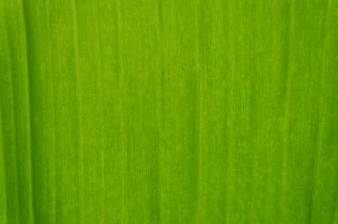 Banan leaf Stock Photos