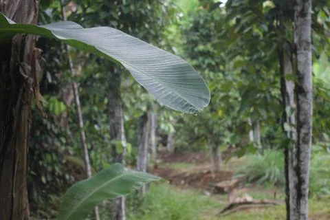 Banan Leaf Stock Photos