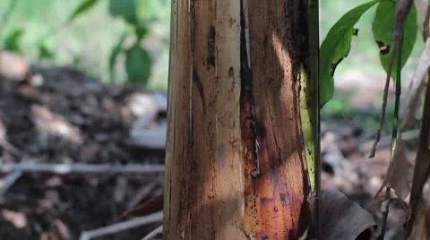 Banana 01 Stock Footage 8961254
