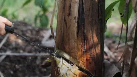 Banana 02 Stock Footage 8957061