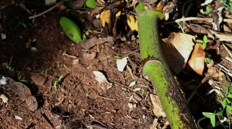 Banana 04 Stock Footage 8998016