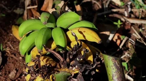Banana 05 Stock Footage 8961192